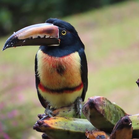 Tilarán La Ceiba Tree Lodge المظهر الخارجي الصورة