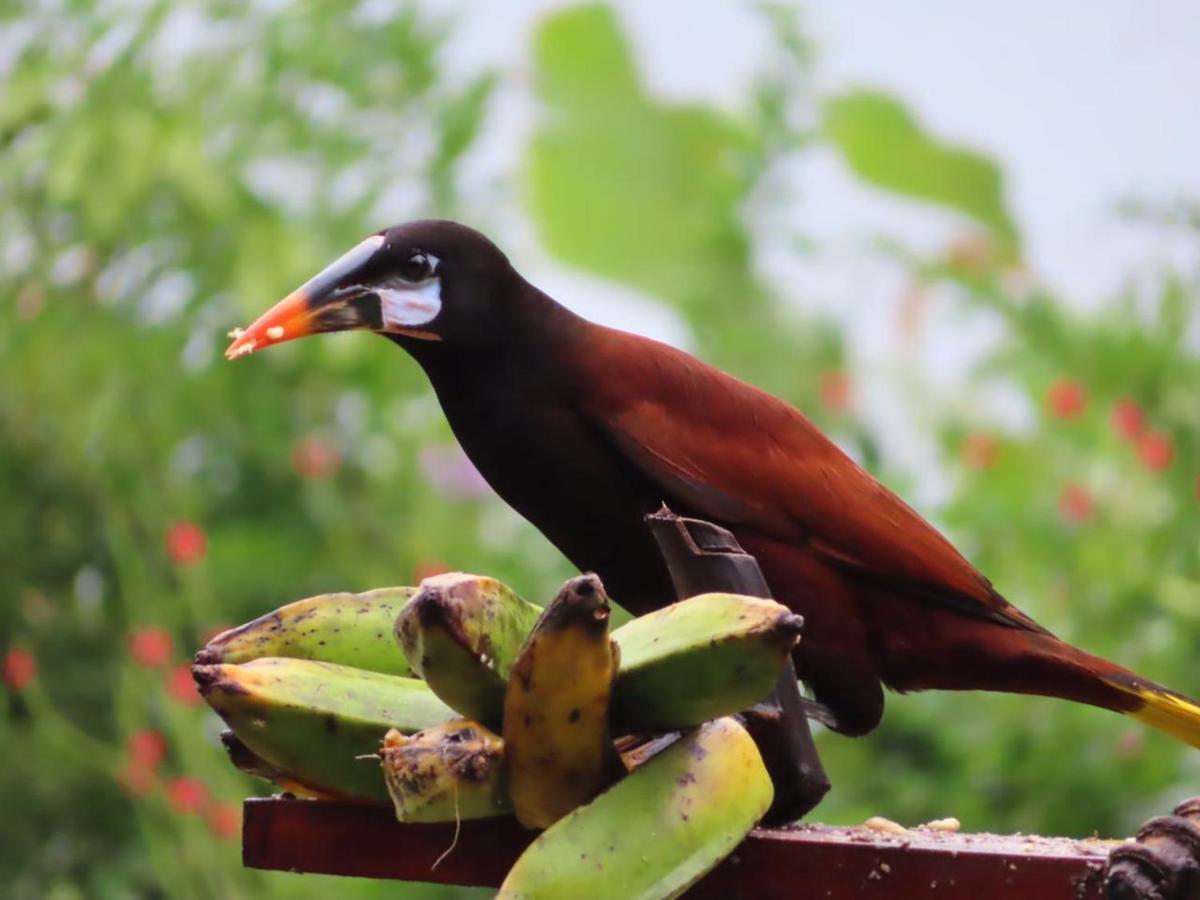 Tilarán La Ceiba Tree Lodge المظهر الخارجي الصورة