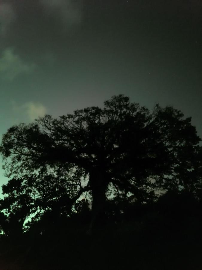 Tilarán La Ceiba Tree Lodge المظهر الخارجي الصورة
