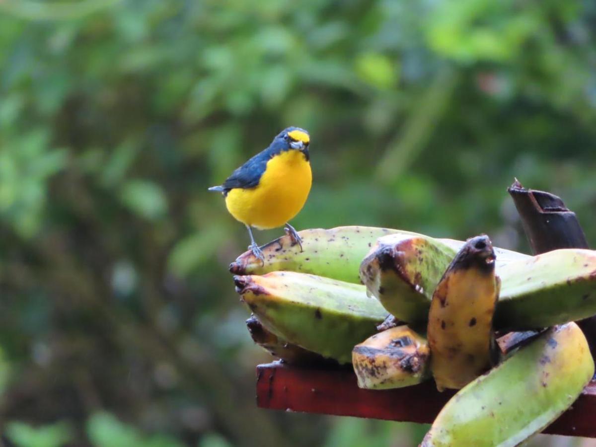 Tilarán La Ceiba Tree Lodge المظهر الخارجي الصورة