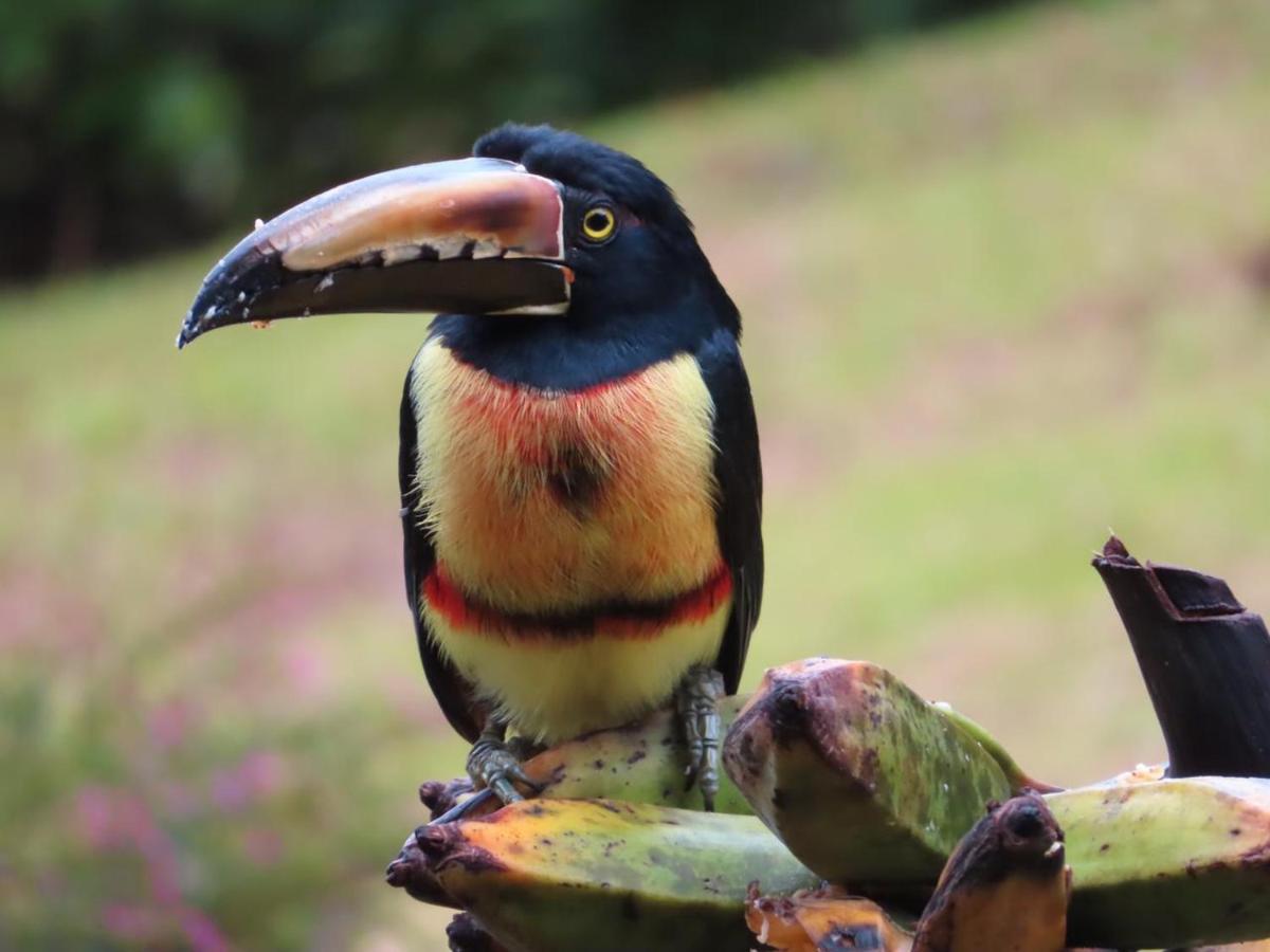 Tilarán La Ceiba Tree Lodge المظهر الخارجي الصورة