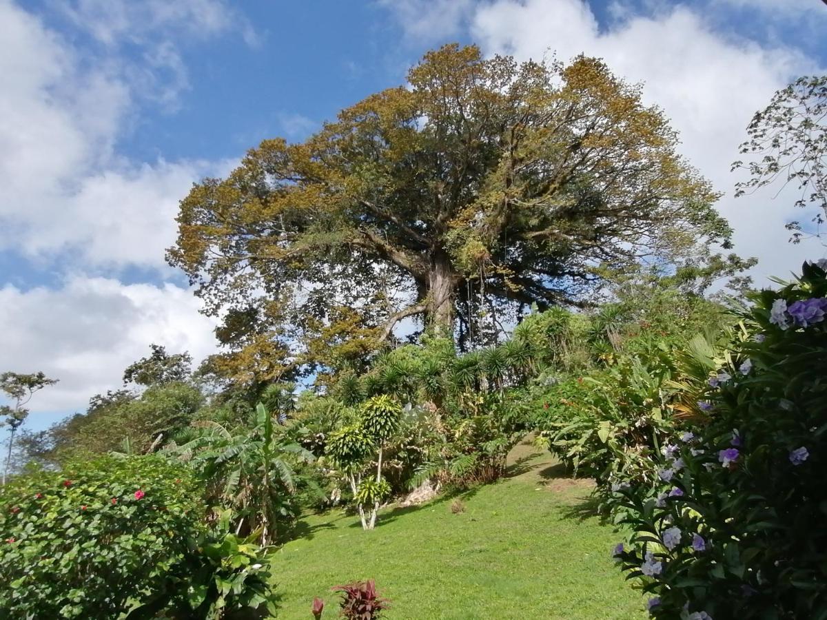 Tilarán La Ceiba Tree Lodge المظهر الخارجي الصورة