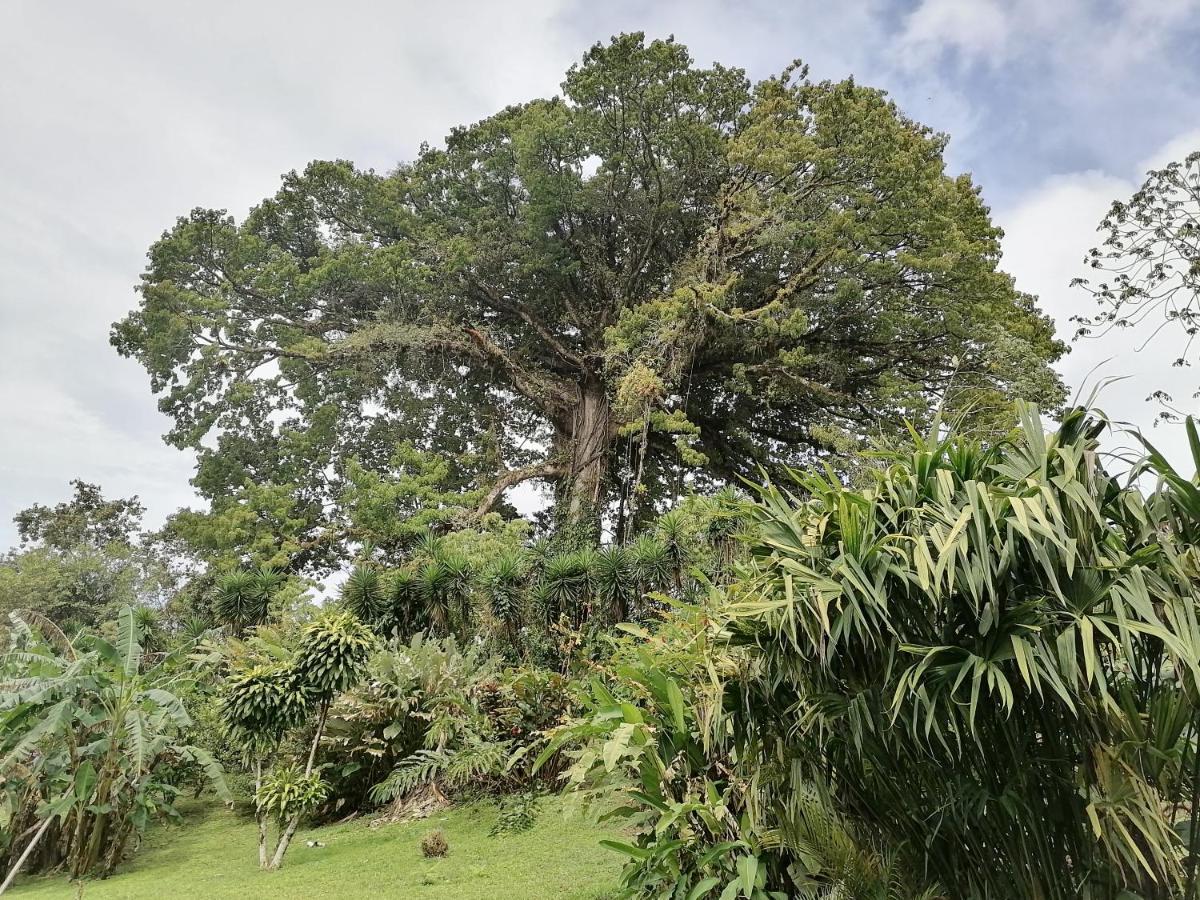 Tilarán La Ceiba Tree Lodge المظهر الخارجي الصورة
