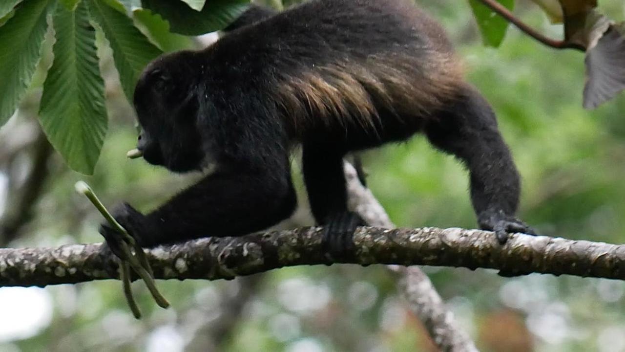 Tilarán La Ceiba Tree Lodge المظهر الخارجي الصورة