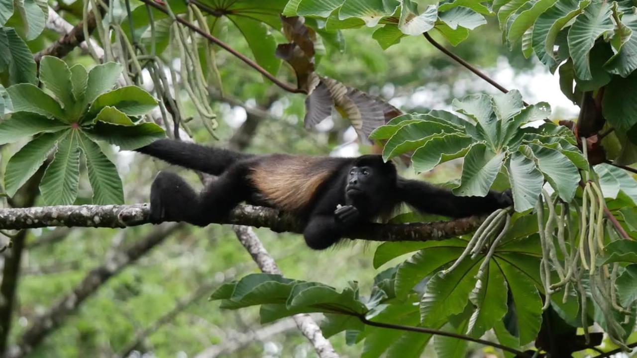 Tilarán La Ceiba Tree Lodge المظهر الخارجي الصورة