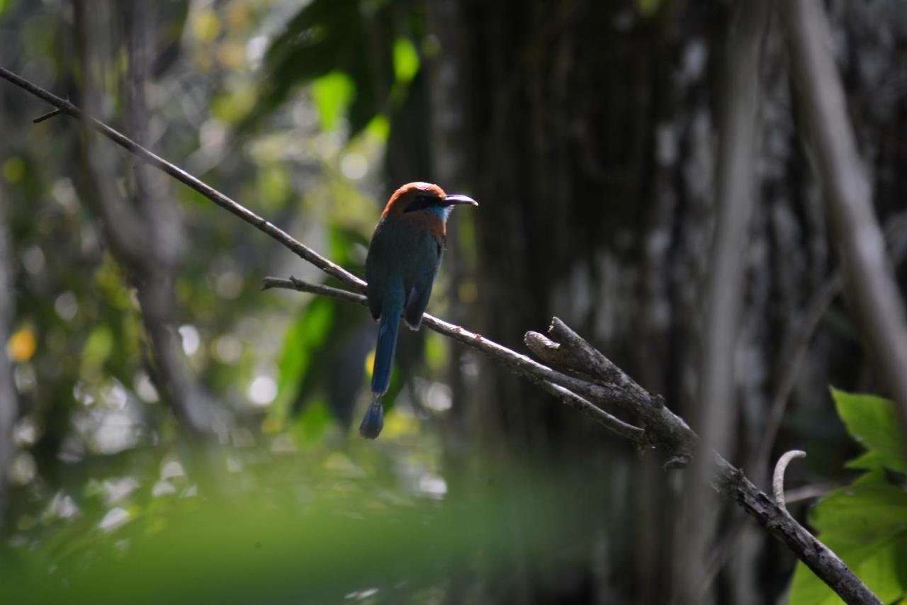 Tilarán La Ceiba Tree Lodge المظهر الخارجي الصورة